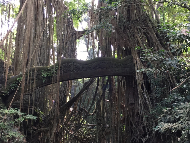 indonesia: monkey forest