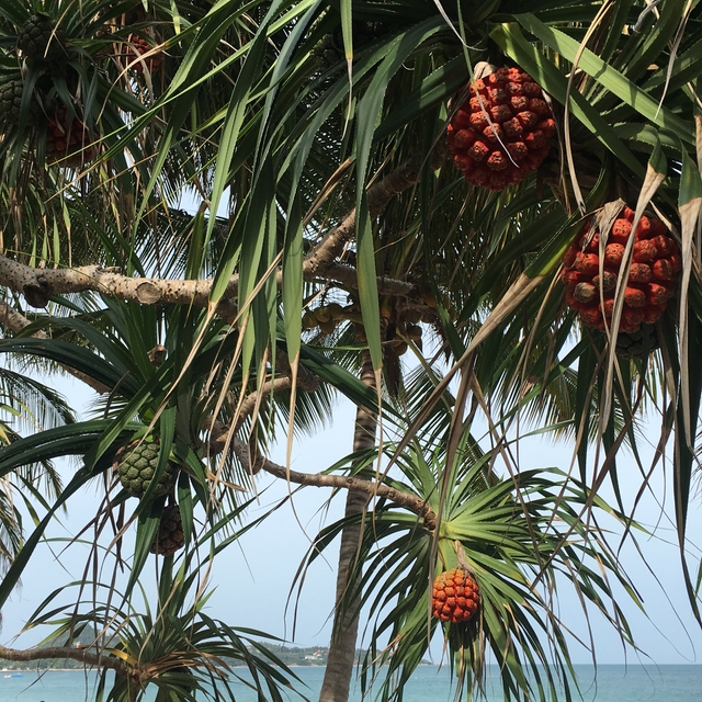 thailand: pineapples